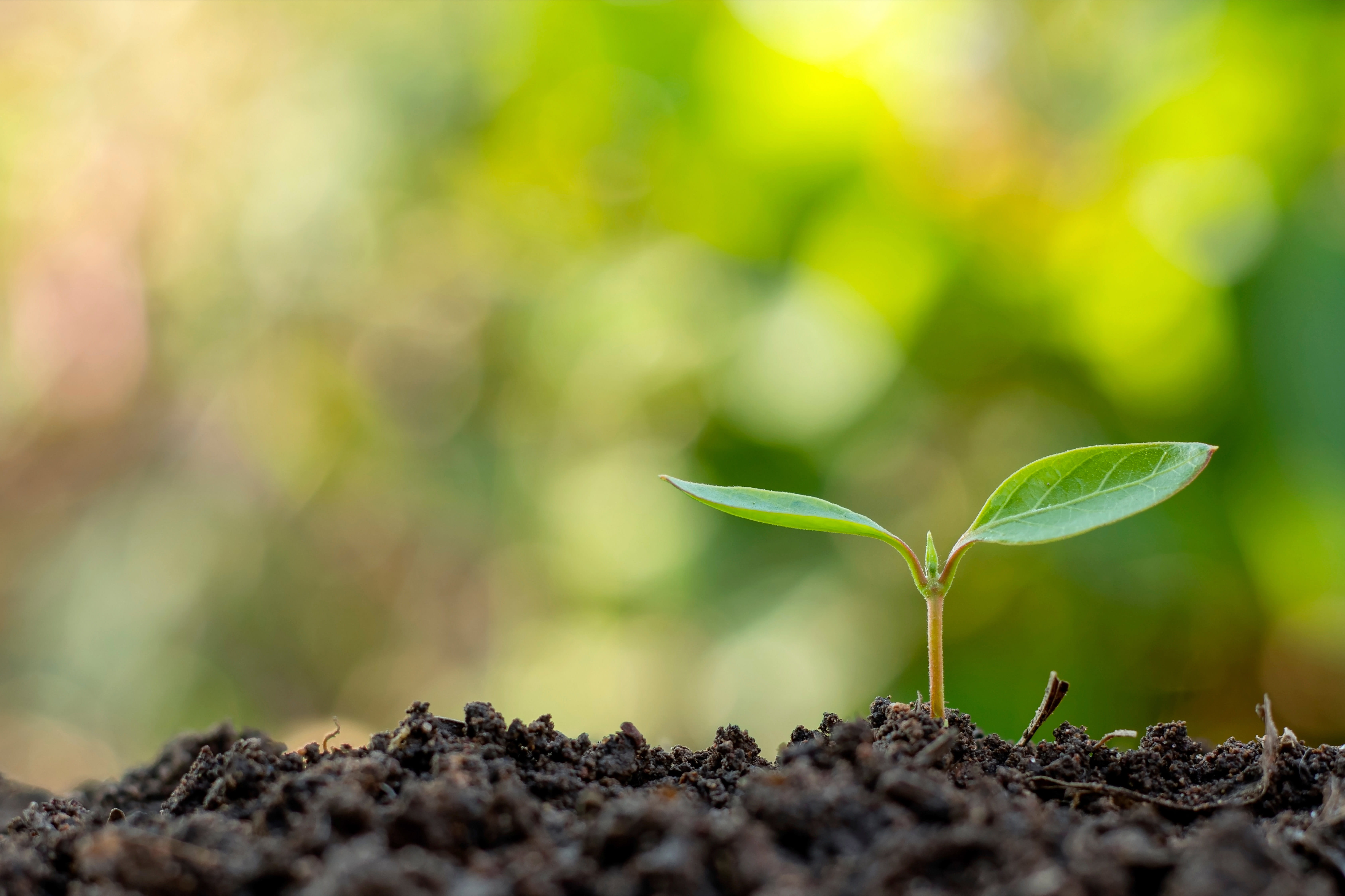 10,000+ Best Small Photos · 100% Free Download · Pexels Stock Photos