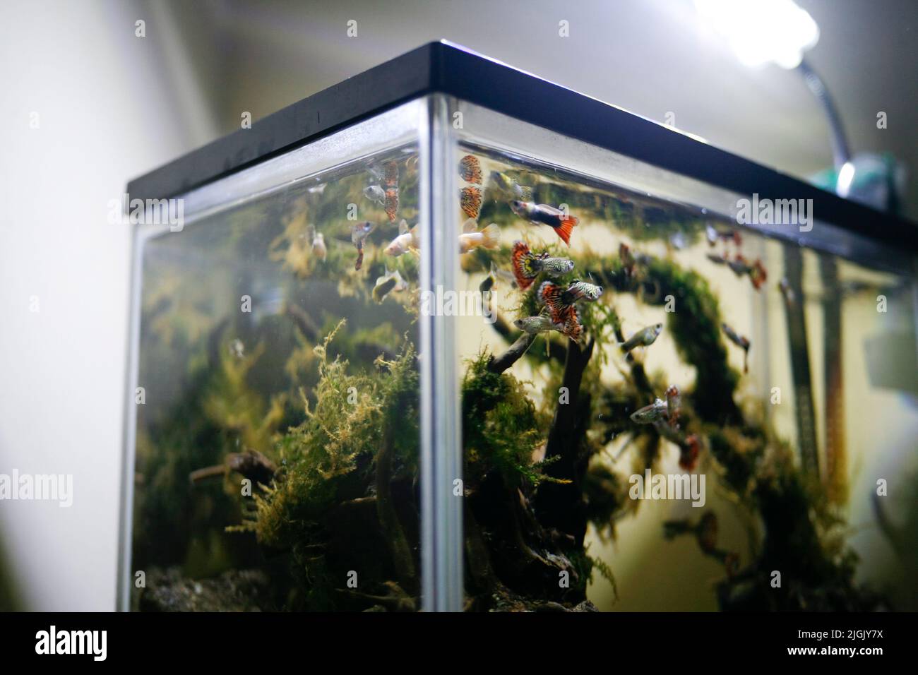 Small fishes swimming in water hi-res stock photography and images - Alamy